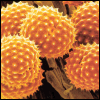 gr/icon-pollen.gif