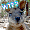 gr/icon-wtf.gif
